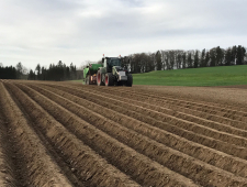 Kartoffeln setzten2018