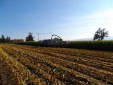 Maissaison 2014