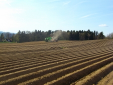 Kartoffeln setzen